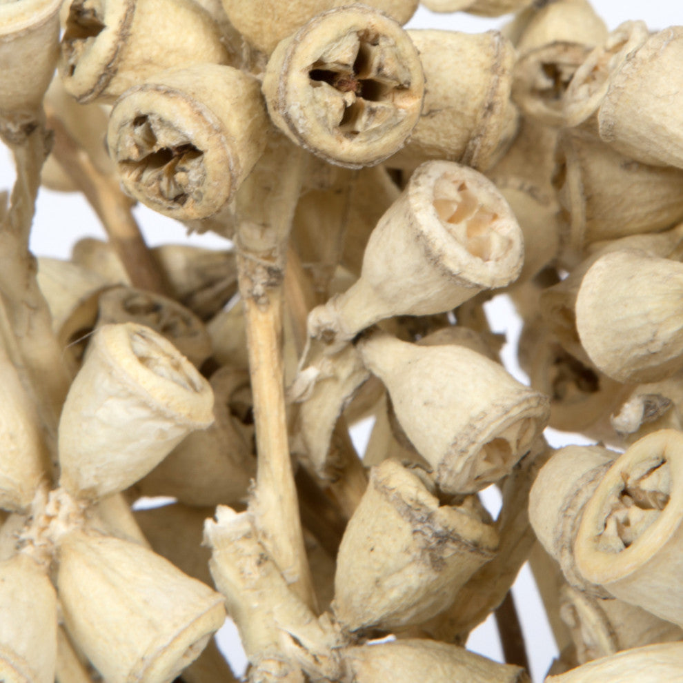 Natural Botanicals 11" x 2-4" Conical Gum Branch, 20 stems, Bleached, 11" x 2-4"