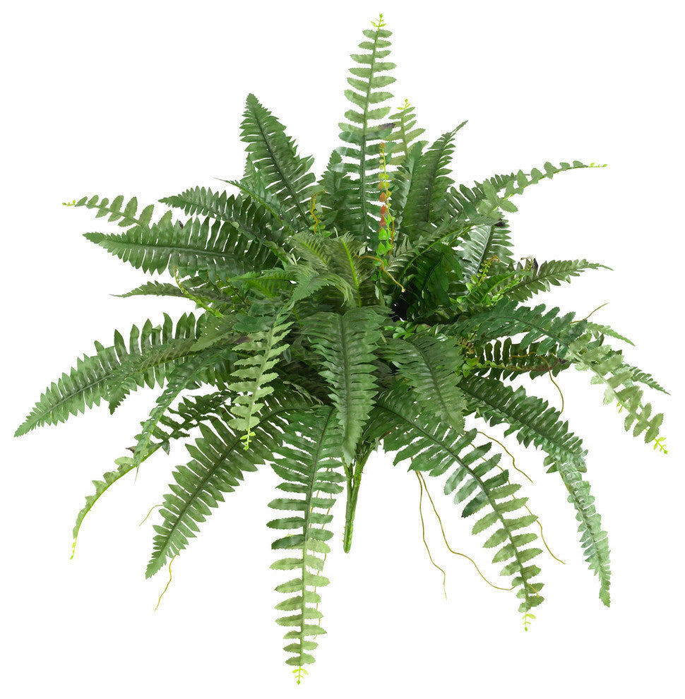 40" Boston Fern, Set Of 2