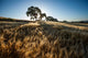 Wheat Field Oak, Canvas Giclee, 18"x12"