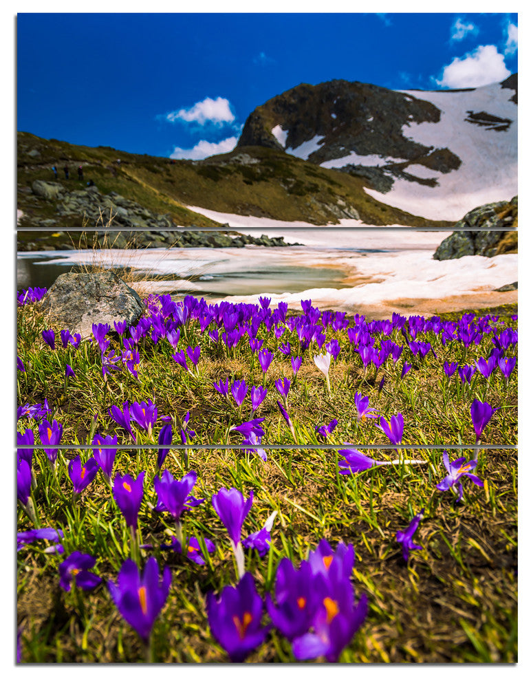 "Blooming Crocus Flowers in Rila Mountains" Wall Art, 3 Panels, 28"x36"