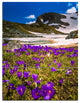 "Blooming Crocus Flowers in Rila Mountains" Wall Art, 3 Panels, 28"x36"