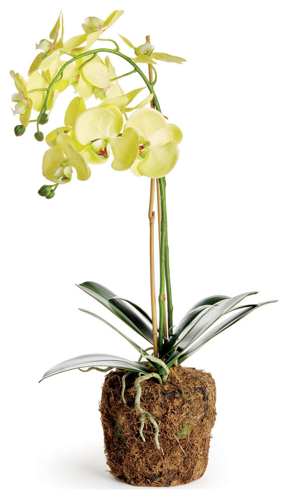 Phalaenopsis Orchid Drop-In 23", Yellow