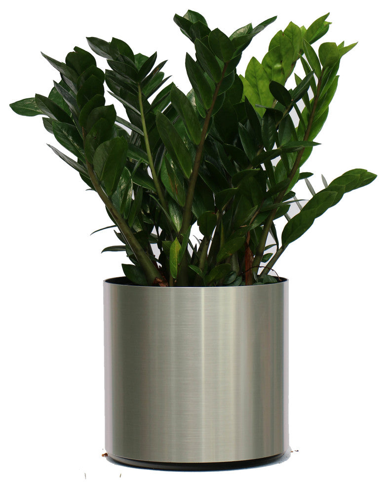 Live 2' Zamioculcas Zamiifolia (ZZ) Package, Chrome