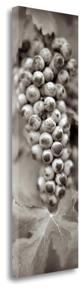 "Grapes Pano - 6" By Alan Blaustein, Giclee Print on Gallery Wrap Canvas