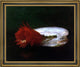 John La Farge Shell and Flower Framed Premium Canvas Print, 20"x25"