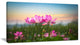 "Blooming Lotus Flowers at Sunset" Floral Canvas Photo Print, 32"x16"