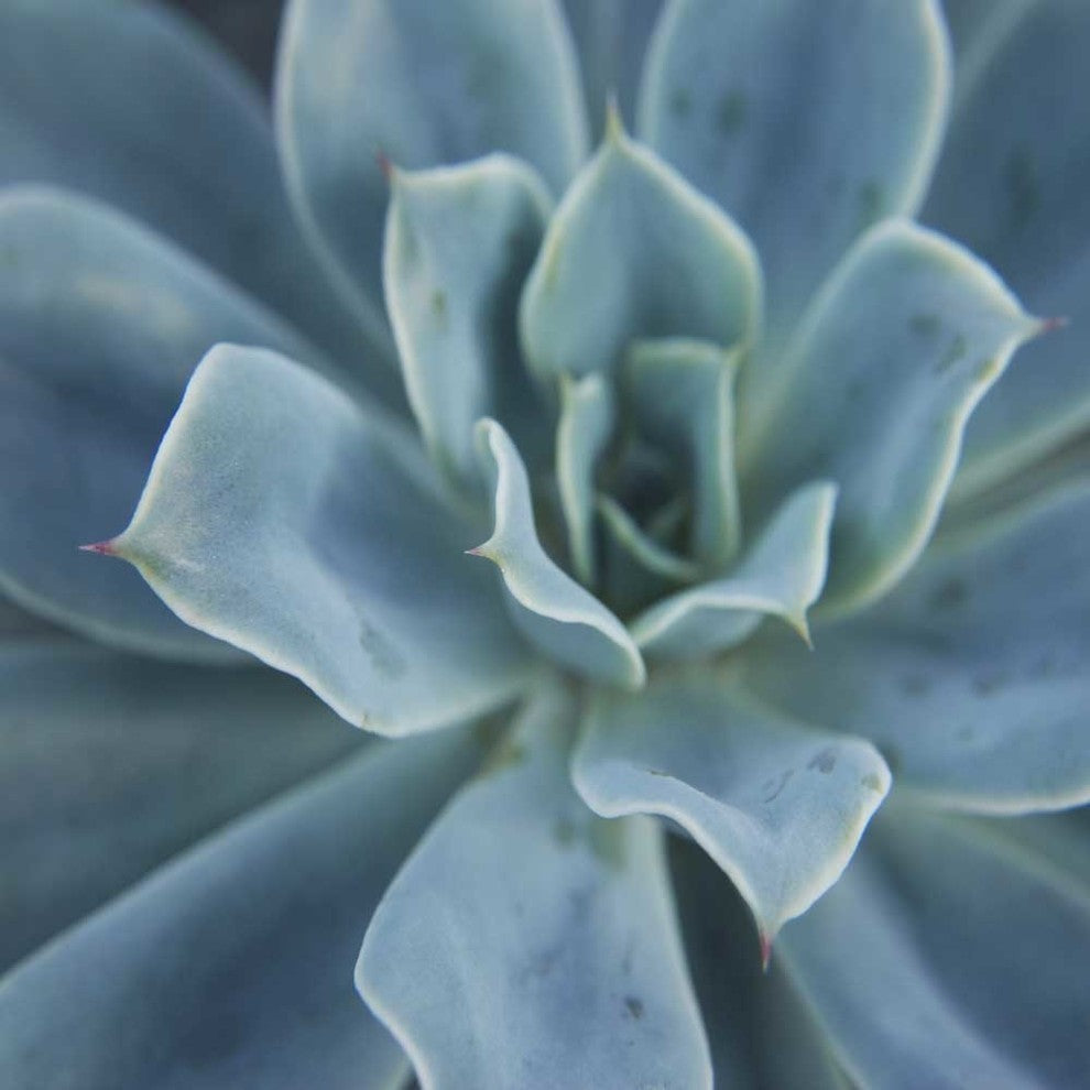 "Sweet Succulent" Fine Art Canvas Print, 54"x54"