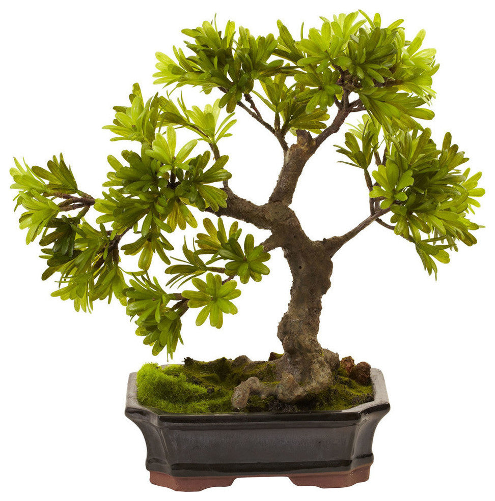 Podocarpus With Mossed Bonsai Planter, Green