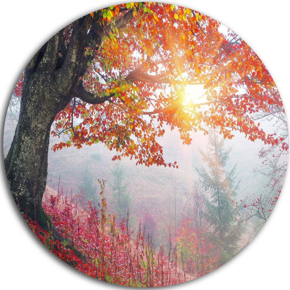 Morning In Misty Red Forest, Landscape Photo Round Metal Wall Art, 38"