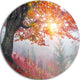 Morning In Misty Red Forest, Landscape Photo Round Metal Wall Art, 38"