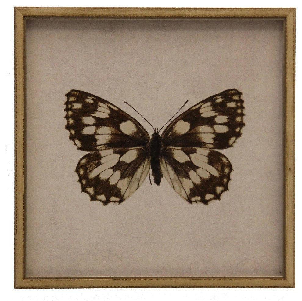 Moth Print 5, Shadowbox