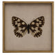 Moth Print 5, Shadowbox