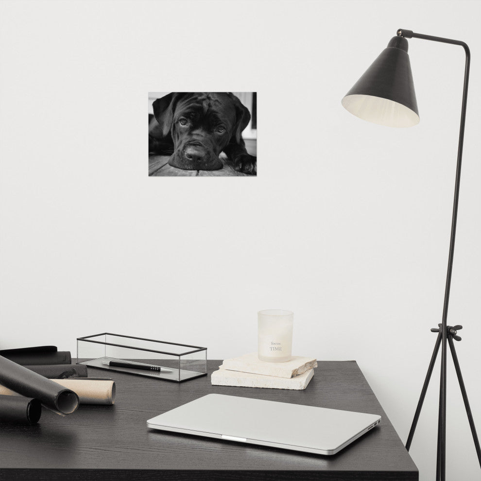 Black Cane Corso on Porch Black & White Dog Photograph Unframed Wall Art Print, 8" X 10"