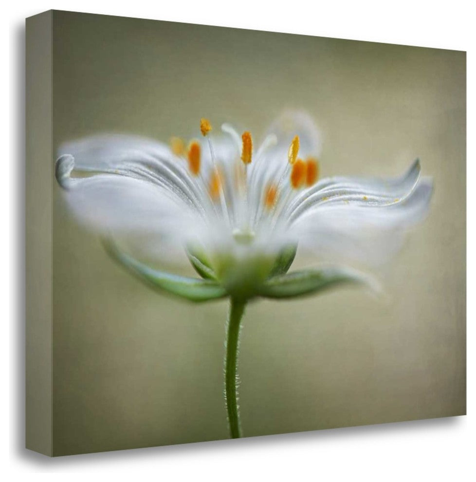 "Summer Swirl" By Mandy Disher,Ready to Hang Giclee Print on Gallery Wrap Canvas