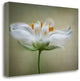 "Summer Swirl" By Mandy Disher,Ready to Hang Giclee Print on Gallery Wrap Canvas