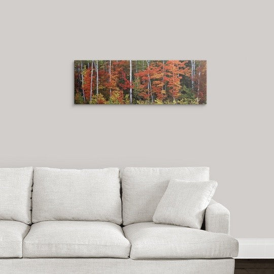 "Maple and birch trees in a forest, Maine" Canvas Art, 36"x12"x1.25"