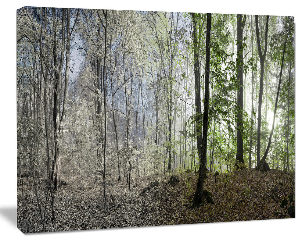Green Morning in Forest Panorama, Landscape Canvas Art Print, 40"x30"
