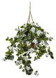 Bougainvillea Hanging Basket