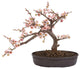 Cherry Blossom Bonsai Silk Tree