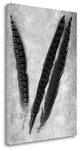 "Feathers B - W - 3" By Alan Blaustein, Giclee Print on Gallery Wrap Canvas