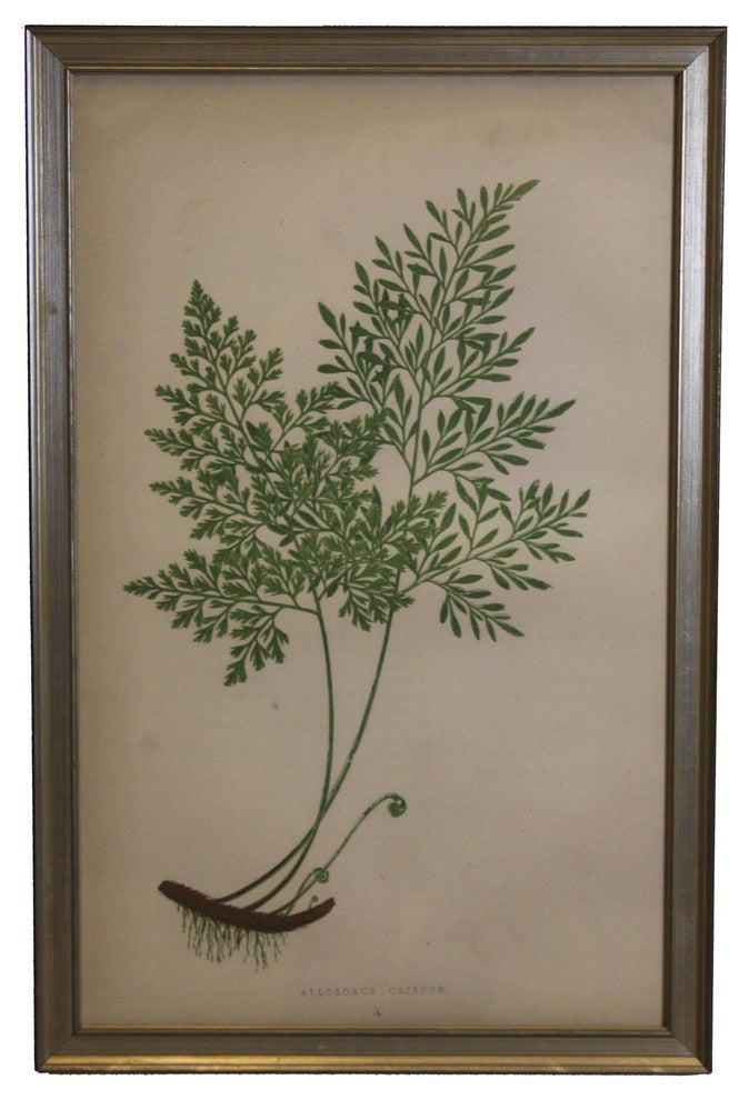 Fern Print, Small Silver