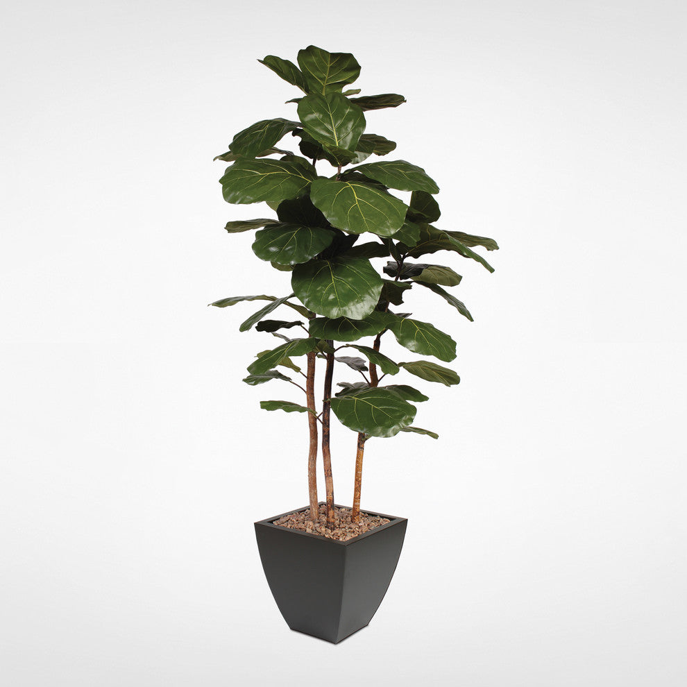 7' Brazilian Fiddle Leaf Tree With Real Wood Trunks in Metal Planter, Black