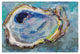 Oyster Two by Jeanette Vertentes