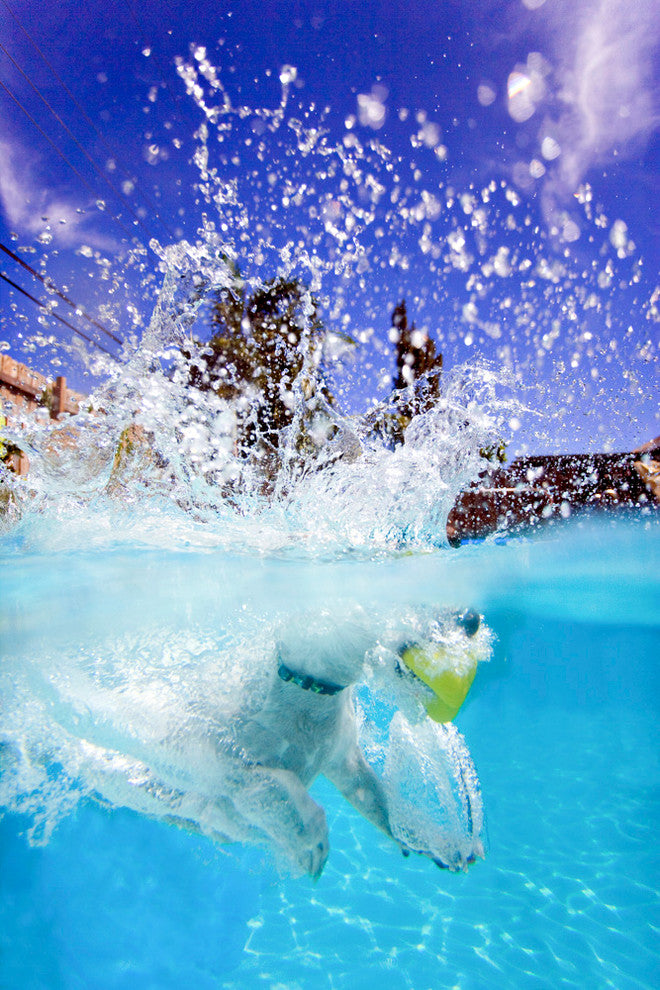 Underwater Dog Image "Splashdown", 16x24, Metal Print