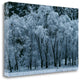 "Black Oaks Yosemite" By Alain Thomas, Giclee Print on Gallery Wrap Canvas