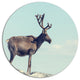 Reindeer In Norway, Animal Disc Metal Artwork, 23"