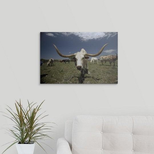 "Herd of Texas Longhorn cattle in a field" Canvas Art, 24"x16"x1.25"