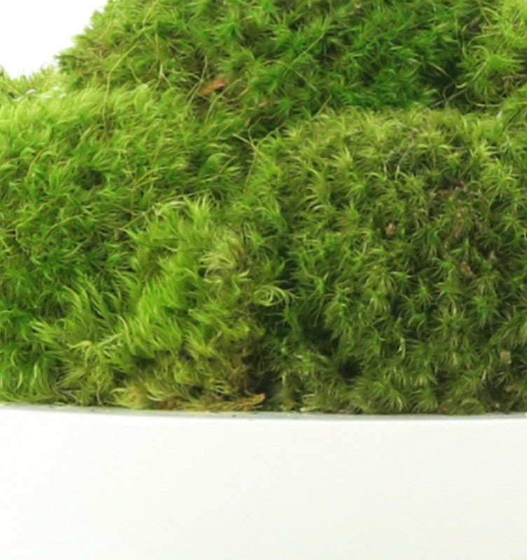 Natural Moss In White Bowl