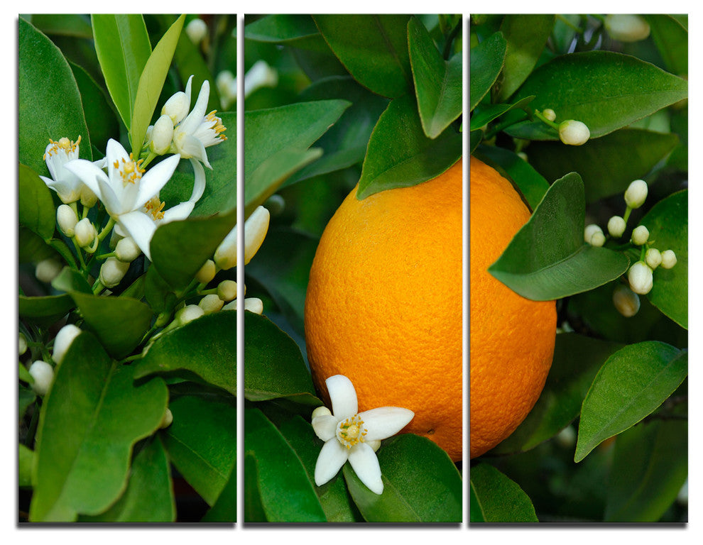"Orange Blossom" Art Portrait Canvas Print, 3 Panels, 36"x28"