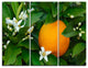 "Orange Blossom" Art Portrait Canvas Print, 3 Panels, 36"x28"