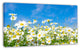 White Daisies under Bright Blue Sky, Floral Canvas Art Print, 32"x16"