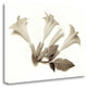 "Garden Bloom - 22" By Alan Blaustein, Giclee Print on Gallery Wrap Canvas