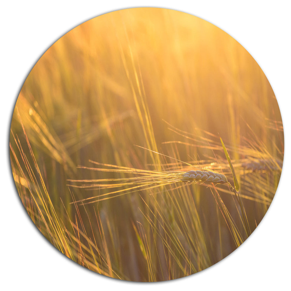 Wheat Field Close-Up At Sunset, Landscape Round Metal Wall Art, 11"