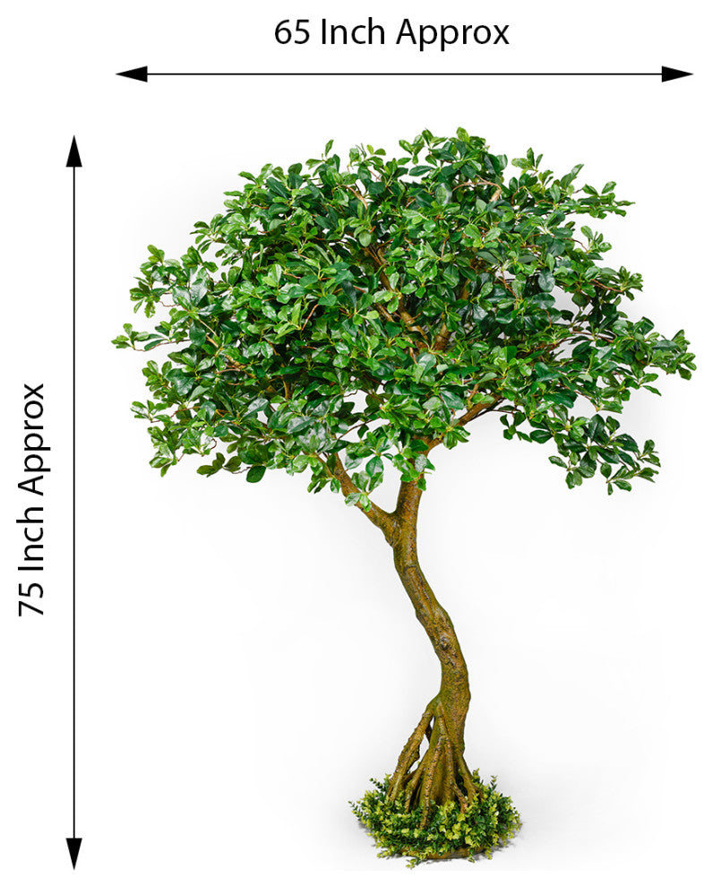 Serene Spaces Living Schefflera Umbrella Tree Plant, 75"