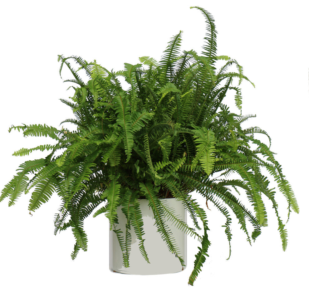 Live 2' Fern 'Kimberly Queen' Package, White
