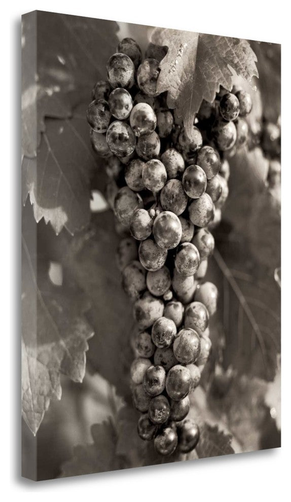 "Grapes - 23" By Alan Blaustein, Giclee Print on Gallery Wrap Canvas
