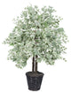 4' Silver Maple Bush