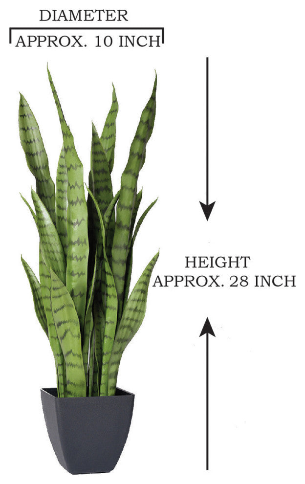 Serene Spaces Living Sansevieria Trifasciata Snake Plant, 28"