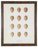 Bird Egg Print, Brown, Distressed Brown Frame