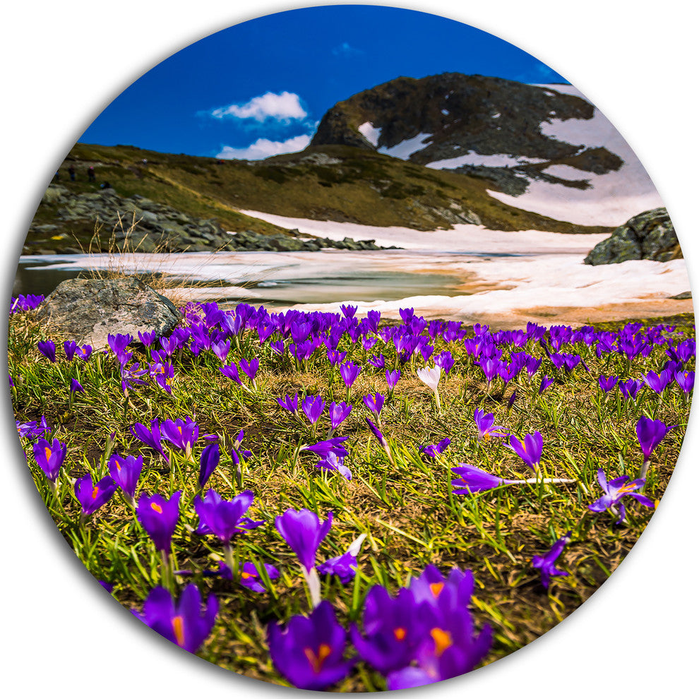 Blooming Crocus Flowers In Rila Mountains, Circle Metal Wall Art, 23"