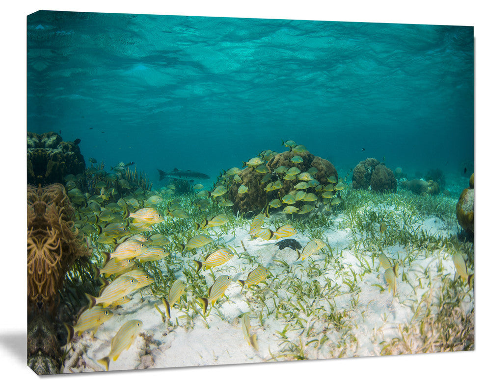 School of Grunts with Baracuda, Seashore Canvas Art Print, 40"x30"
