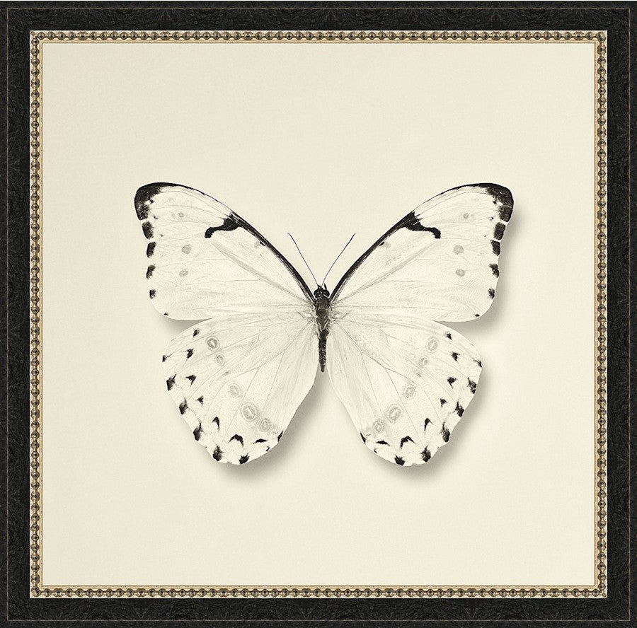 Butterfly II BW Framed Fine Art Paper Print With Glass