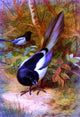 Archibald Thorburn Magpies - 18" x 27" Premium Canvas Print