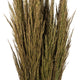 Vickerman all Natural Plume Reed Bundle, Preserved, Natural Green