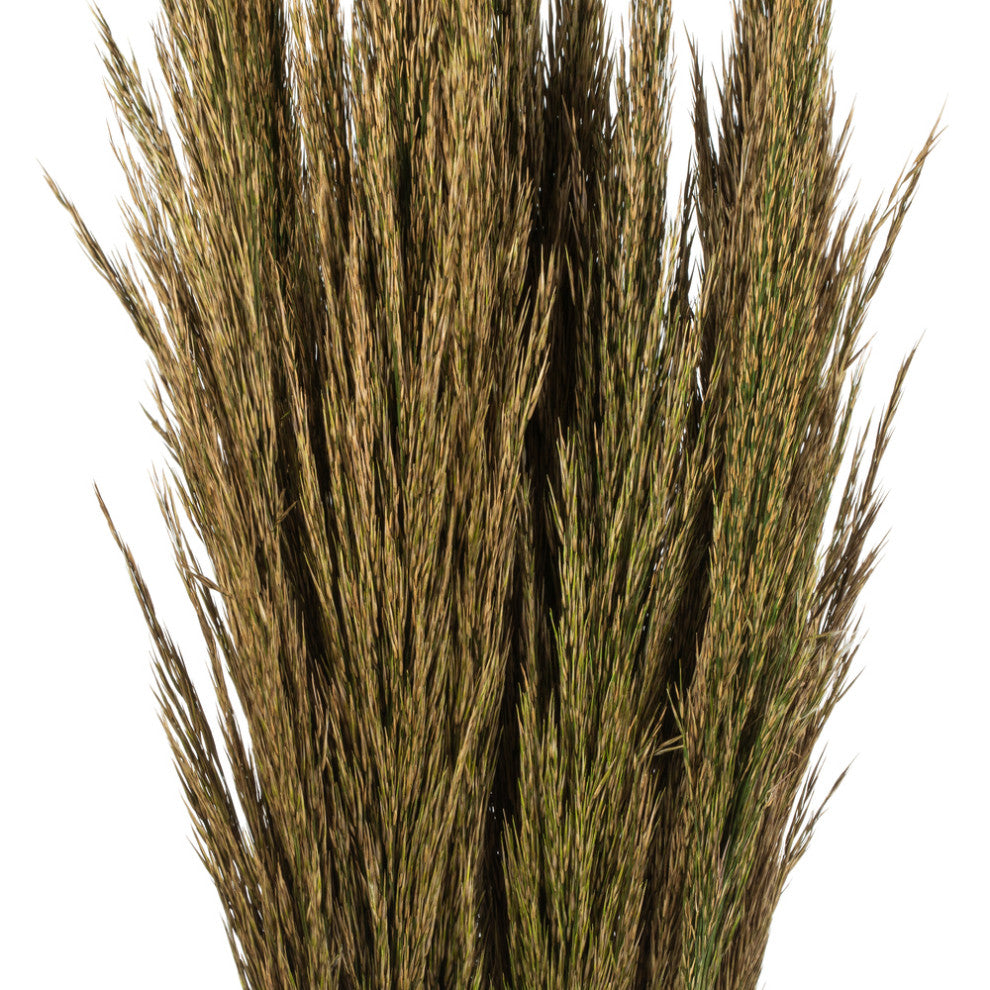 Vickerman all Natural Plume Reed Bundle, Preserved, Natural Green
