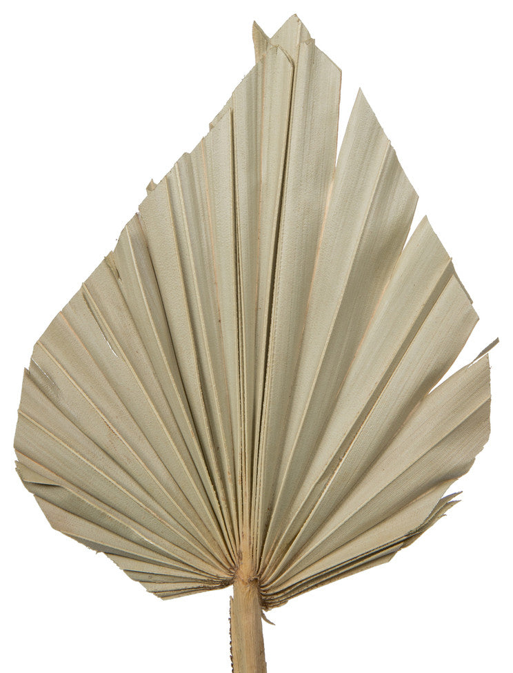 Vickerman Natural Botanicals 20" Palm Spear, Natural. 50 pieces per Pack.